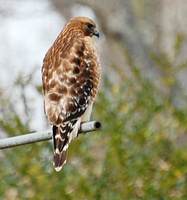 [Red-Shouldered Hawk]