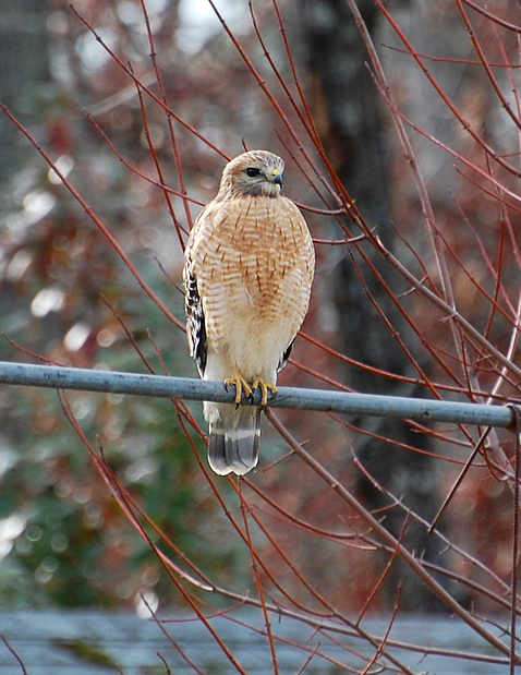 [Red-Shouldered Hawk]