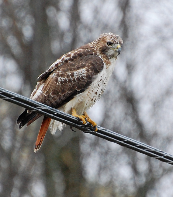 [Red-Tailed Hawk]