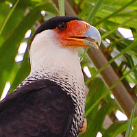 [Crested Caracara]