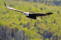 [Bald Eagle]