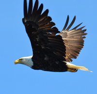 [Bald Eagle]