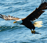[Bald Eagle]