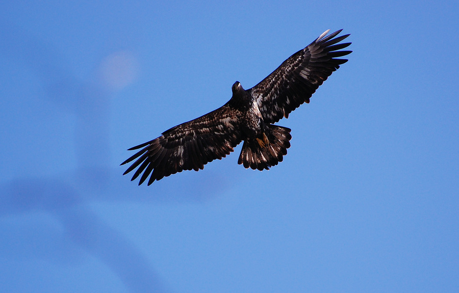 [Juvenile Bald Eagle]