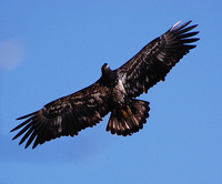 [Juvenile Bald Eagle]