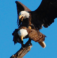 [Mating Eagles]