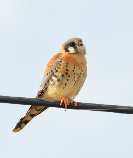 [American Kestrel]