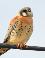 [American Kestrel]