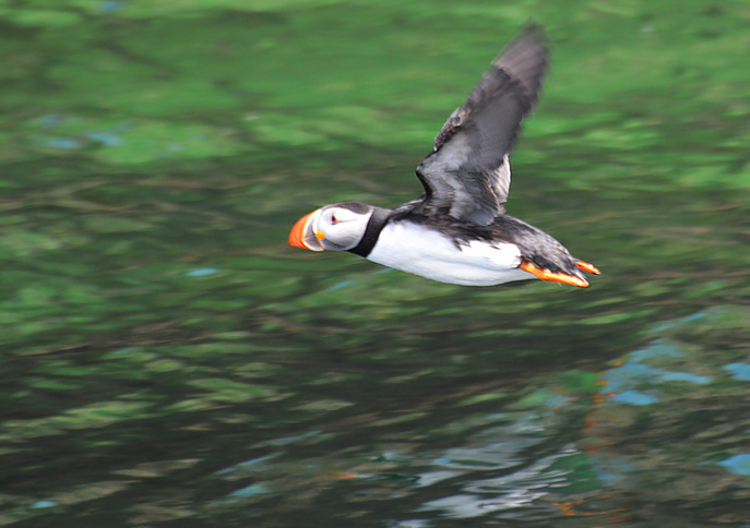 [Atlantic Puffin]