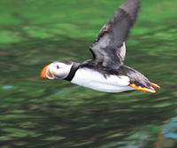[Atlantic Puffin]