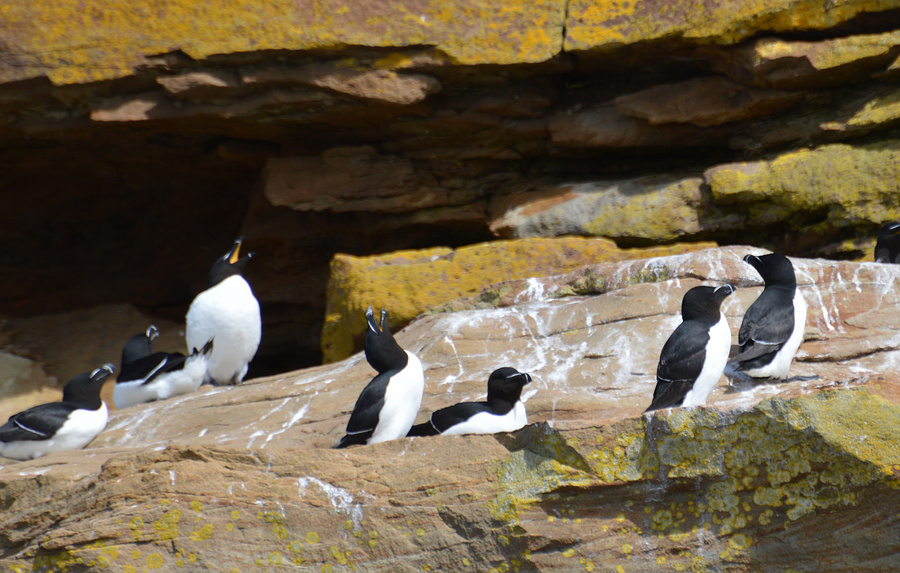 [Razorbill Colony]