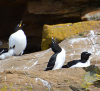 [Razorbill Colony]