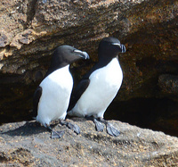 [Razorbill Pair]
