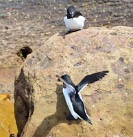 [Razorbill Pair]