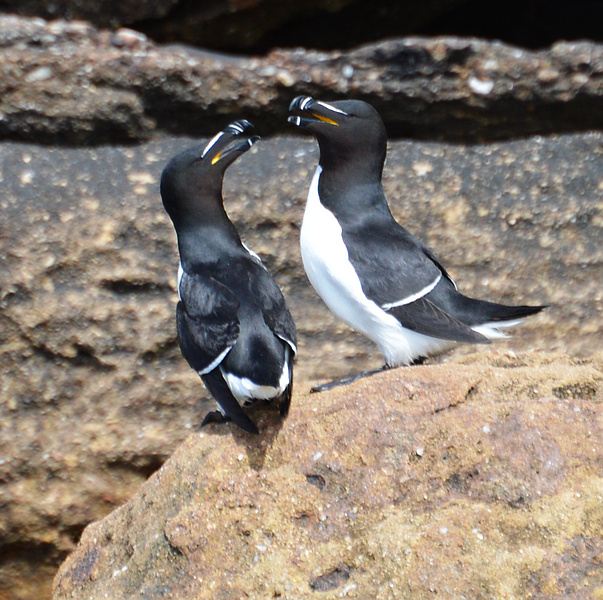 [Razorbill Pair]