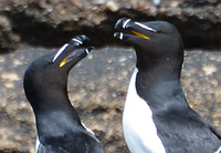 [Razorbill Pair]