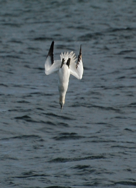 [Diving Gannet]