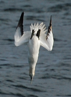 [Diving Gannet]