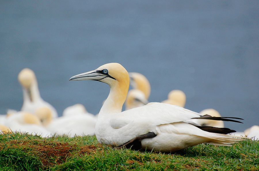 [Gannet Colony]