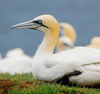 [Gannet Colony]