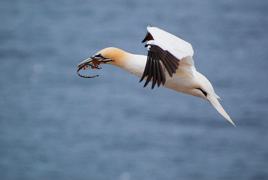 [Nesting Gannet]