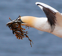 [Nesting Gannet]