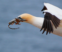 [Nesting Gannet]