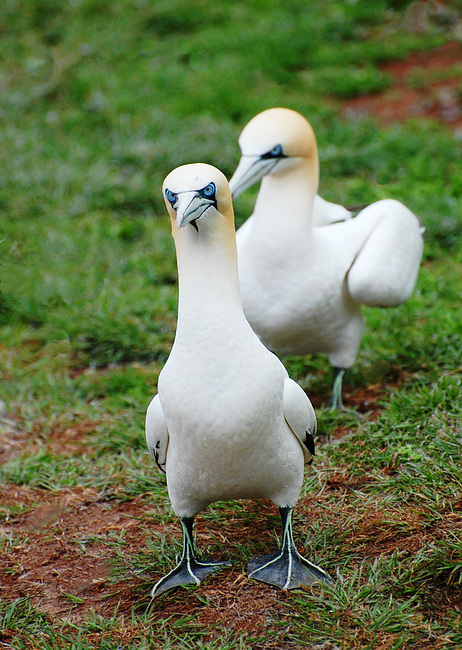 [Northern Gannets]