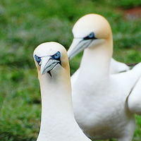 [Northern Gannets]