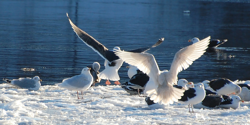 [Gull Roost]