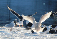 [Gull Roost]