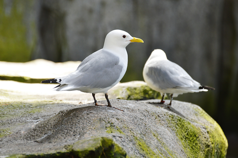[Biodome Kittiwakes]