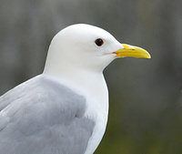 [Biodome Kittiwakes]
