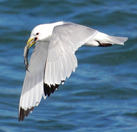 [Kittiwake Lunch]