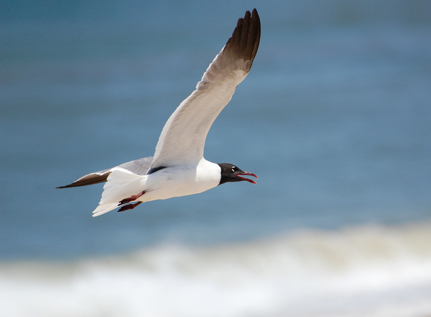 [Laughing Gull]