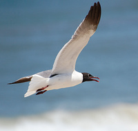 [Laughing Gull]