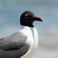 [Laughing Gull]