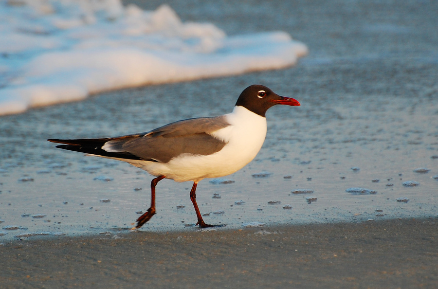 [Laughing Gull]