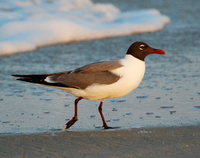 [Laughing Gull]
