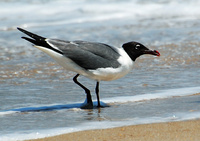 [Laughing Gulls]
