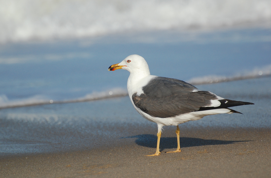 [Lesser Black-Backed Gull]