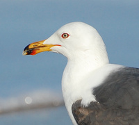 [Lesser Black-Backed Gull]