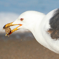 [Lesser Black-Backed Gull]