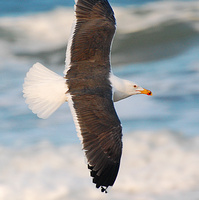 [Lesser Black-Backed Gull]