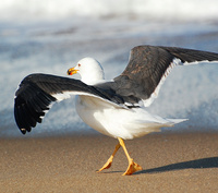 [Lesser Black-Backed Gull]