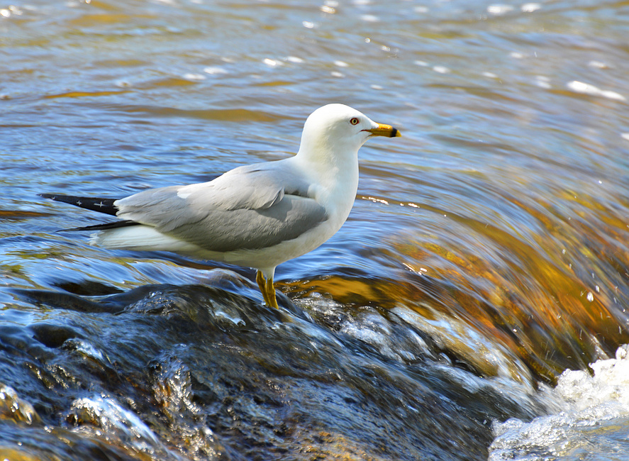 [Ring-Billed Gull]