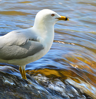 [Ring-Billed Gull]