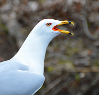 [Ring-Billed Gull]