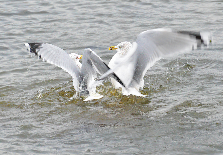 [Gull Fight]