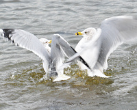 [Gull Fight]